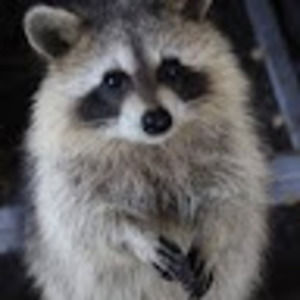 Meet your Posher, Maddy